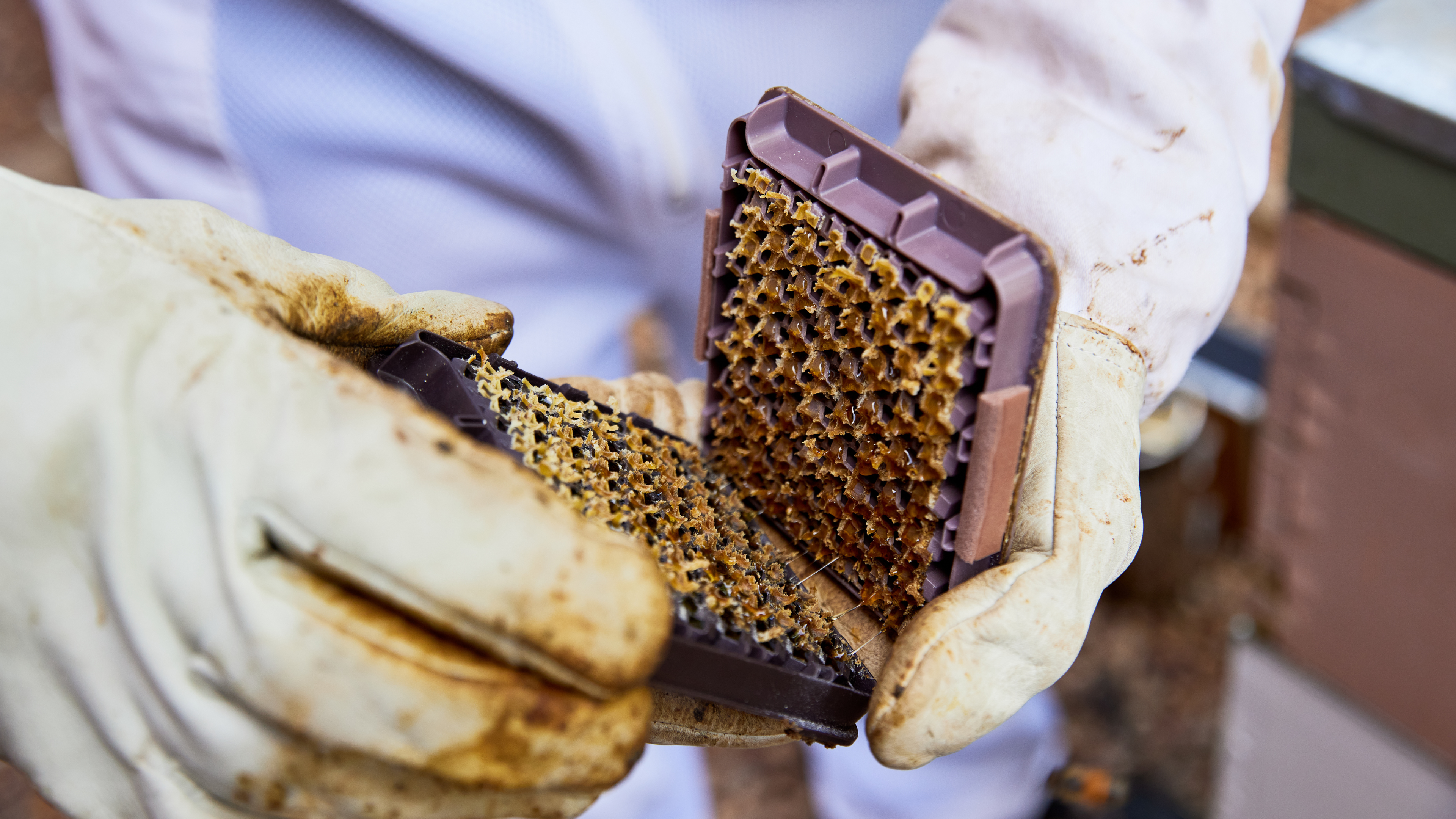 Why Bees Have Become Cultural Icons: From Mythology to Modern Trends
