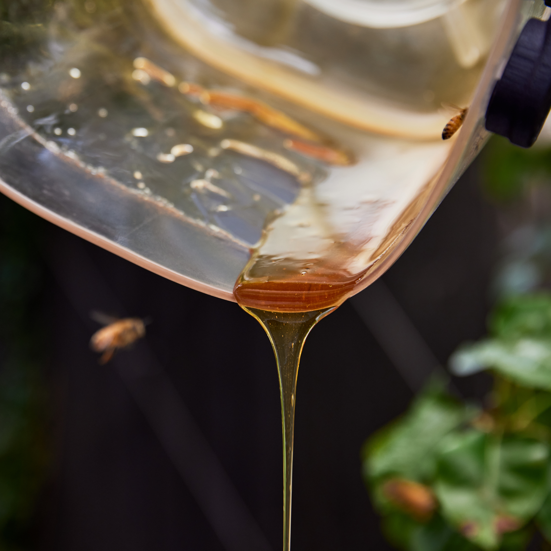 Understanding Bee Nutrition: Why Diversity in Forage Matters – HiveKeepers