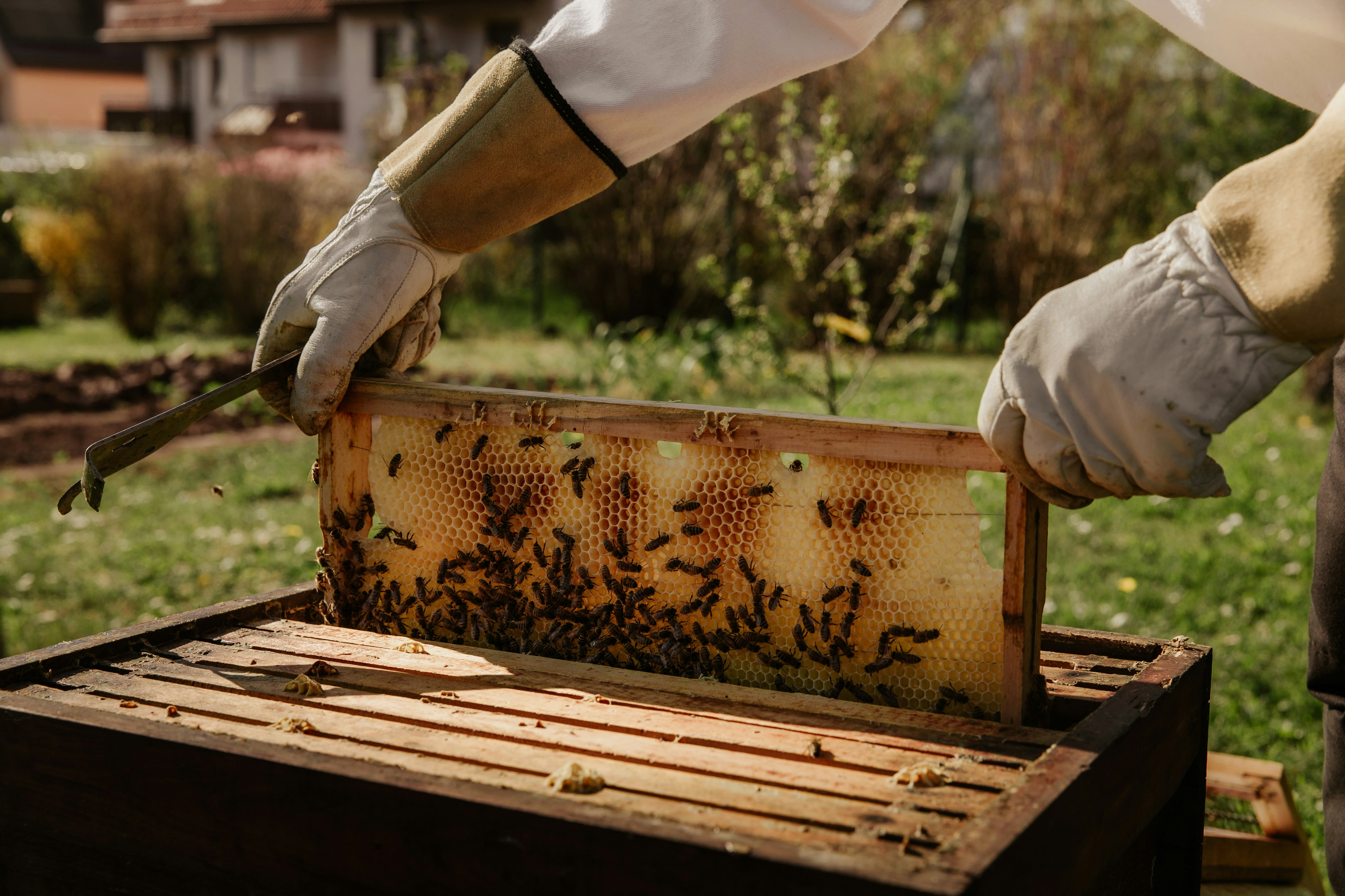 Why Australia Needs a Honey Certification Process – HiveKeepers