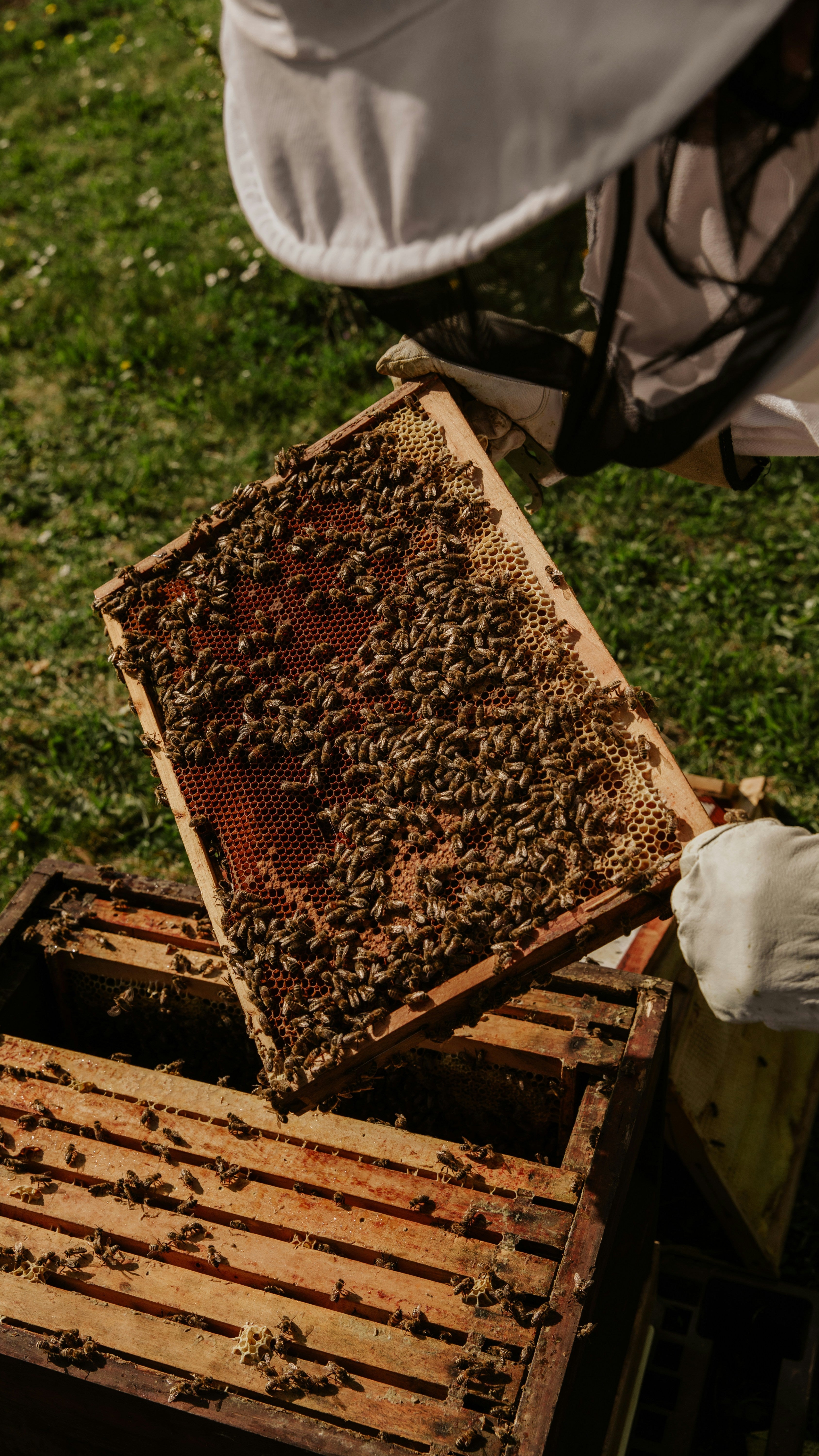 The Fascinating World of Bees: 10 Things You Might Not Know