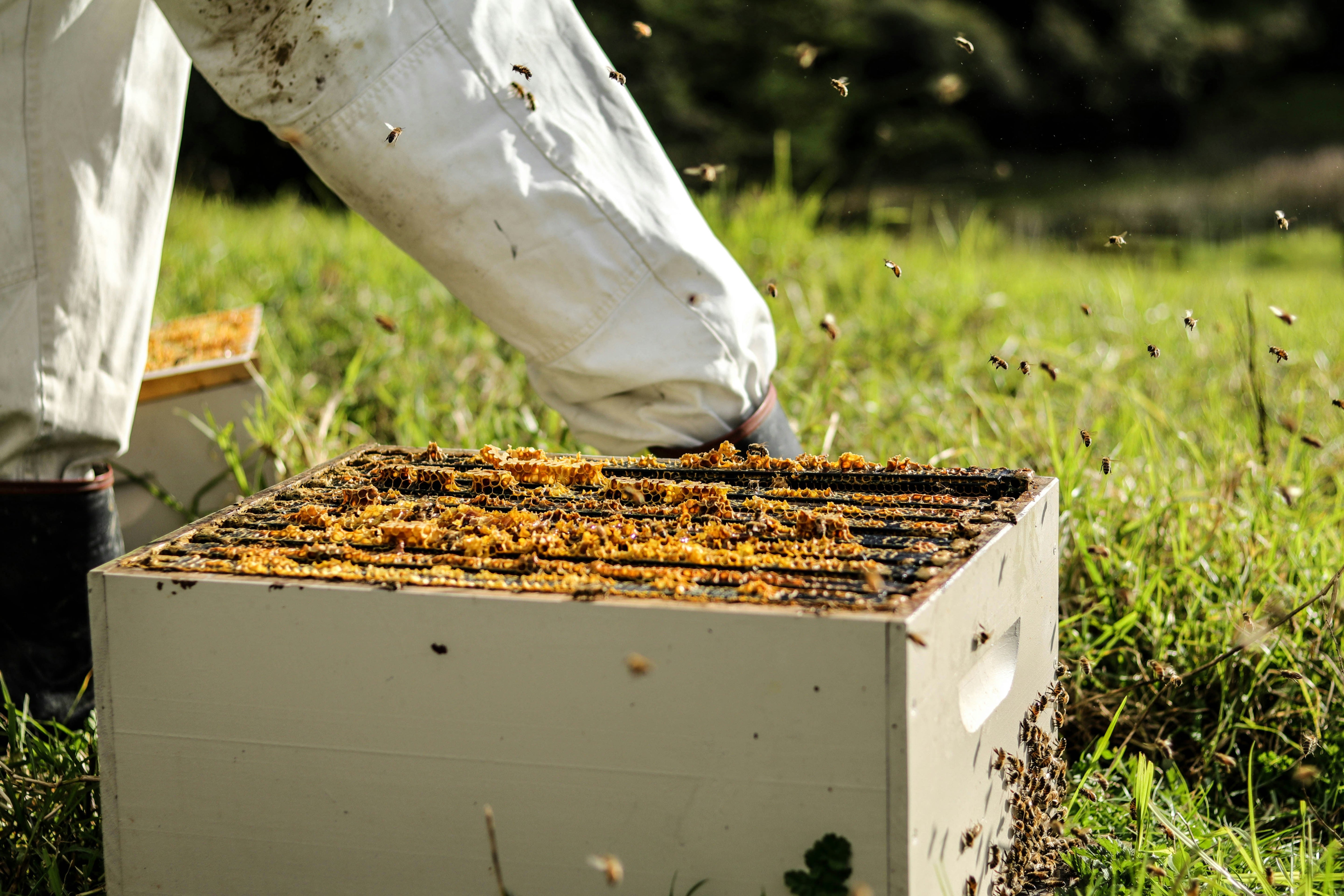 The Secret Lives of Bees: Advanced Bee Behaviour and Hive Dynamics