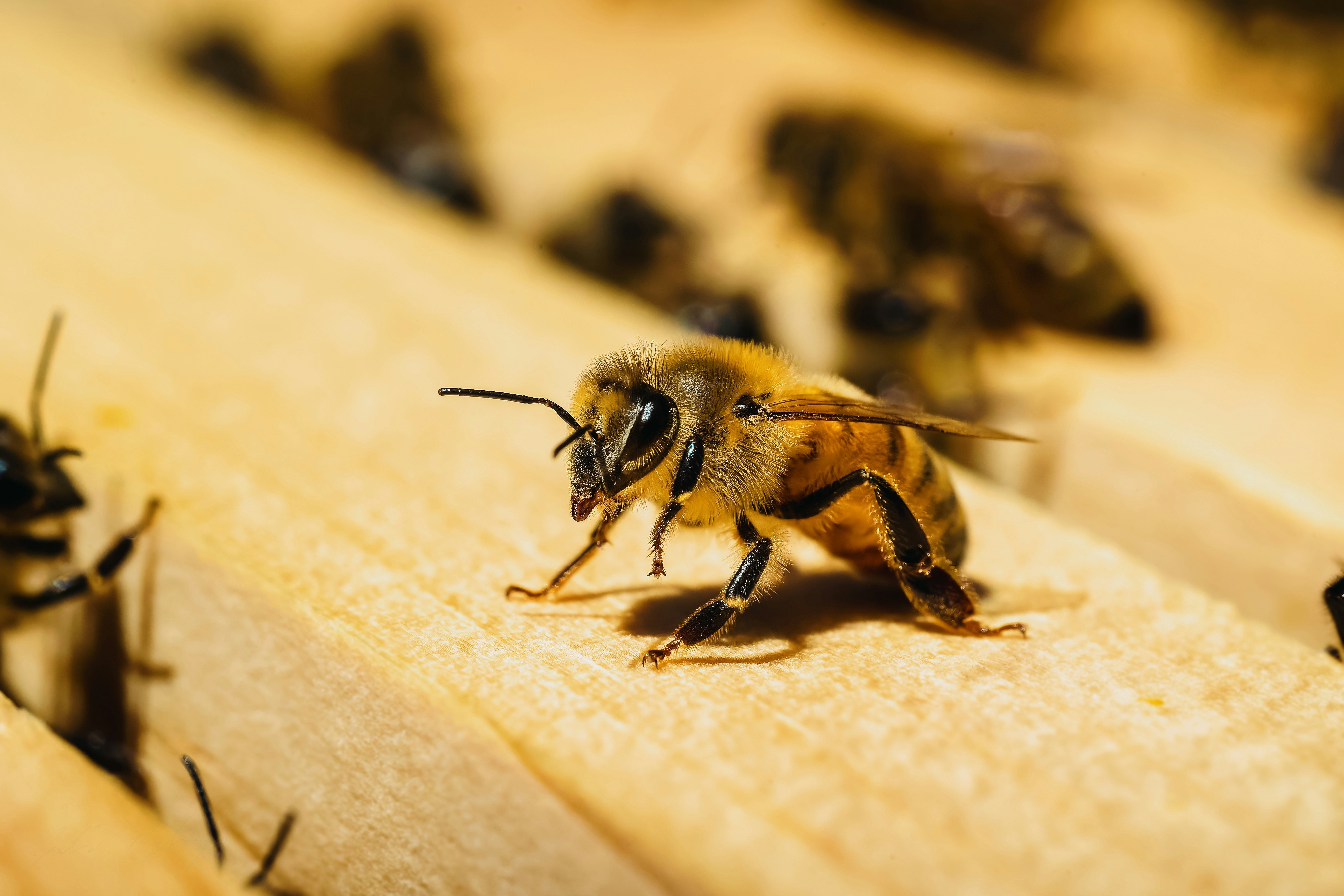 The Art of Queen Rearing: Nurturing the Heart of the Hive